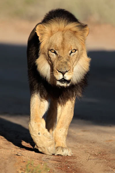 Walking African lion — Stock Photo, Image