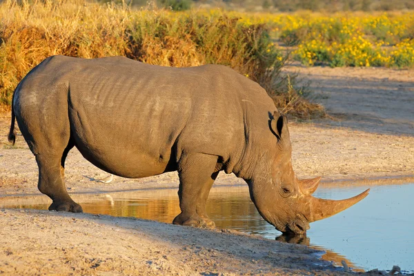 Белый носорог пьет — стоковое фото