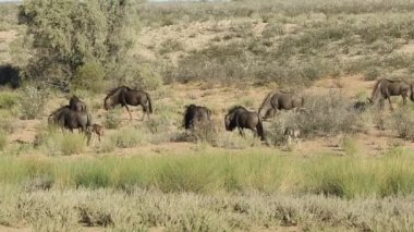 üst üste yürüyüş buzağı ile mavi wildebeest (connochaetes taurinus)