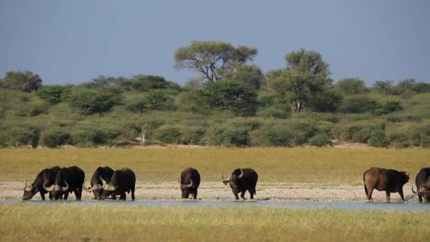 成群的非洲或海角野牛 （产黑奴） 喝在风景秀丽的风景 — 图库视频影像