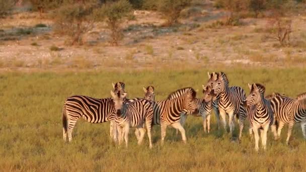 Предупредить равнины (Burchells) Zebras (Equus burchelli) в естественной среде обитания — стоковое видео
