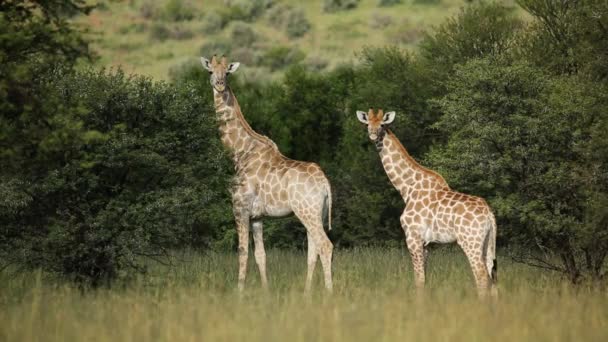 Giraffenfamilie (Giraffa camelopardalis) in natürlichem Lebensraum — Stockvideo