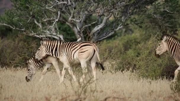 Llanuras (Burchells) Cebras (Equus burchelli) caminando por el arbusto africano — Vídeo de stock