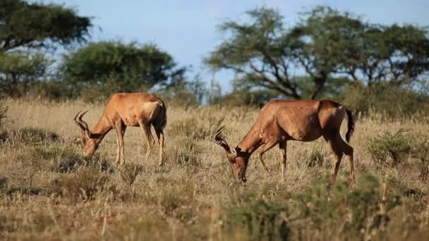 Röd hartebeest antiloper (alcelaphus buselaphus) bete i naturliga livsmiljö — Stockvideo