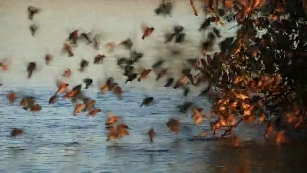 Noisy red-billed Queleas (Quelea quelea) drinking water at a waterhole — Stock Video