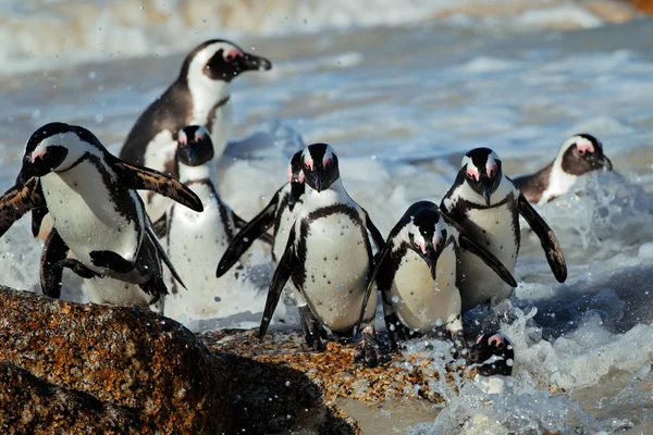 Pinguins africanos — Fotografia de Stock