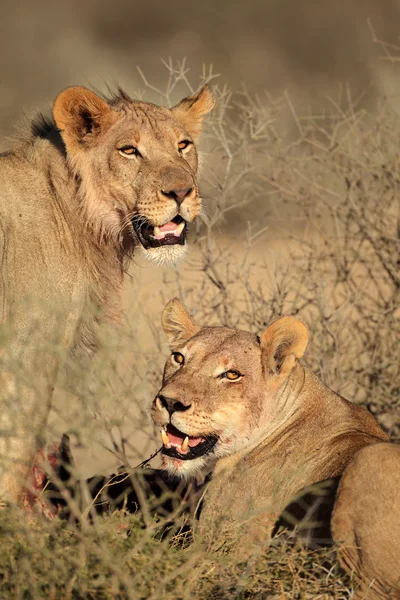 Alimentación de leones — Foto de Stock