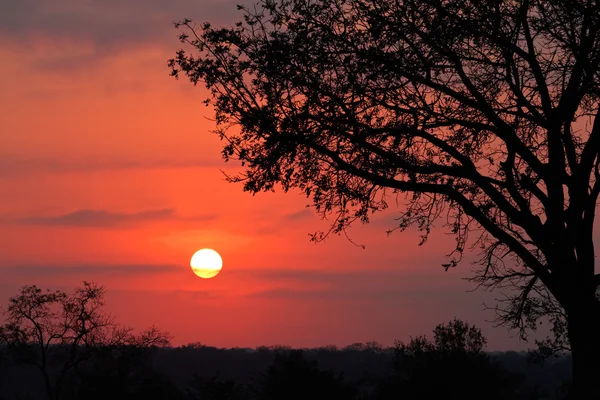 Sonnenaufgang in der Savanne — Stockfoto
