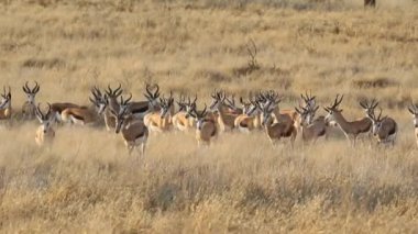 Springbok antilop sürüsü