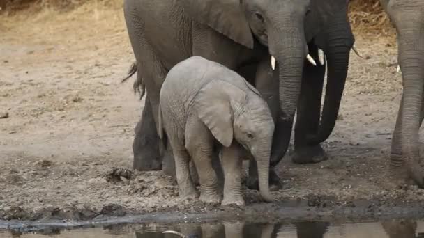 Африканский слоненок — стоковое видео
