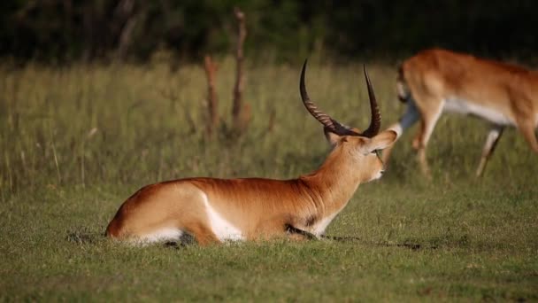 Antilechwe rouge 