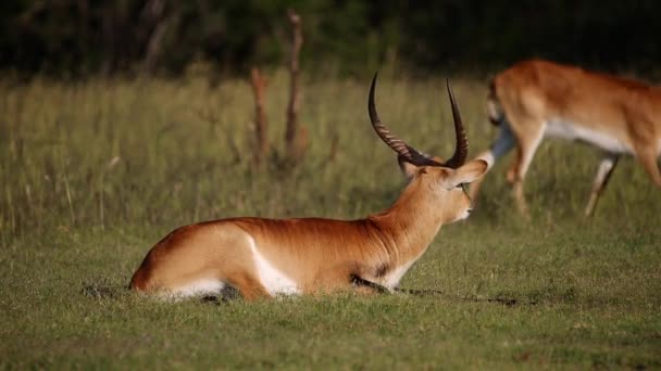 Antilope lechwe rossa — Video Stock