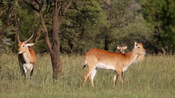 Antílopes de lechwe rojo — Vídeo de stock