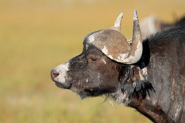 Afrikansk buffel — Stockfoto