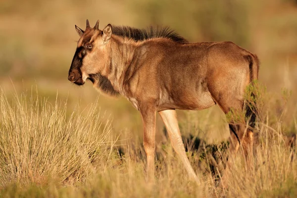 Blue wildebeest kalv — Stockfoto