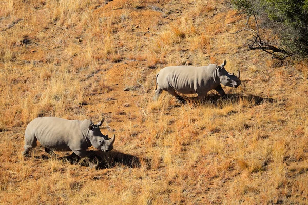 White rhinoceros pair — Stock Photo, Image