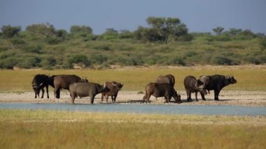 bir ziyarette200 Afrika veya cape bufalo sürüsü