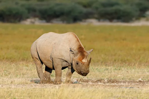 Black rhinoceros — Stock Photo, Image