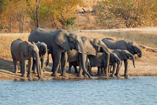 Elephants drinking water — Stock Photo, Image