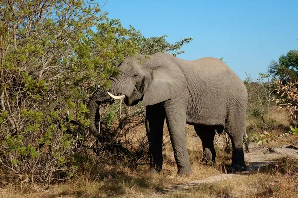 Alimentando elefante africano — Fotografia de Stock