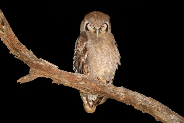 Búho águila gigante — Foto de Stock