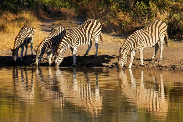 Cebras de llanura bebiendo — Foto de Stock