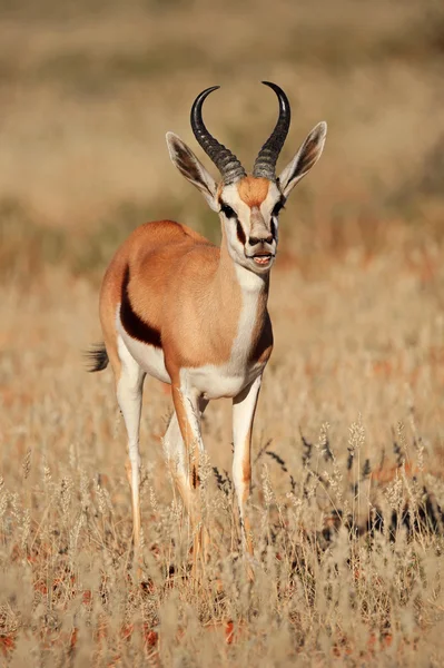 Springbockantilope — Stockfoto