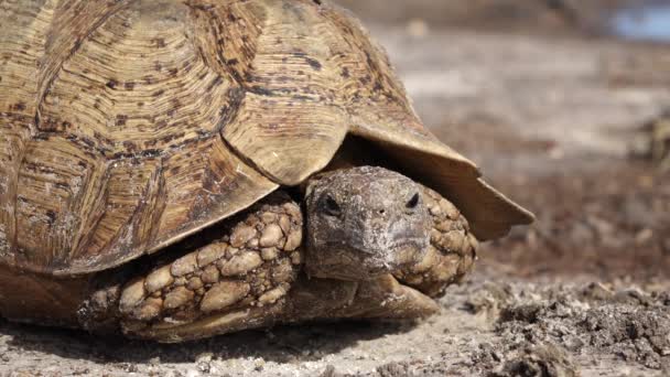 Leopardenschildkröte — Stockvideo