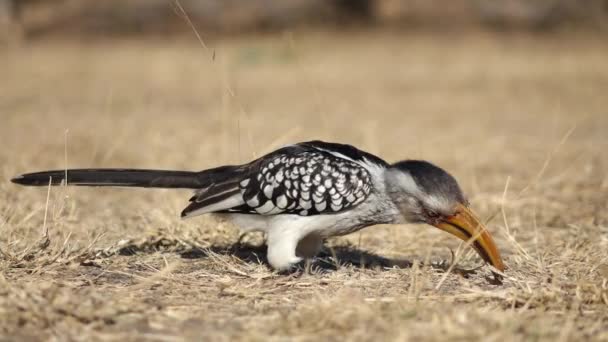 Yellow-billed hornbill — Stock Video