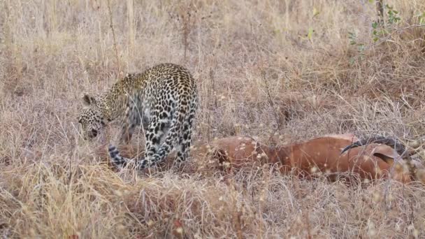 Leopardo con presa — Vídeos de Stock