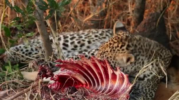 Alimentazione del leopardo — Video Stock