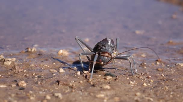 Armerade marken cricket — Stockvideo