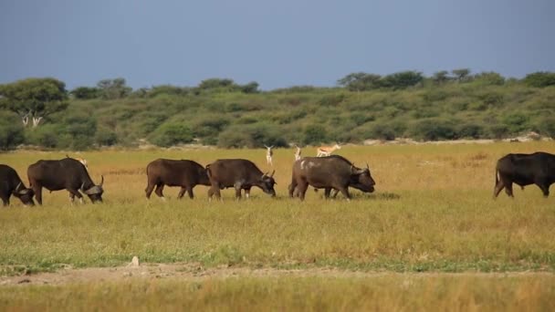 African buffaloes and springbok antelopes — Stock Video
