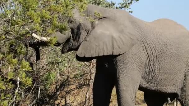 Afrikanische Elefantenfütterung — Stockvideo