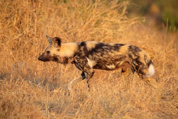 Afrika vahşi köpeği — Stok fotoğraf