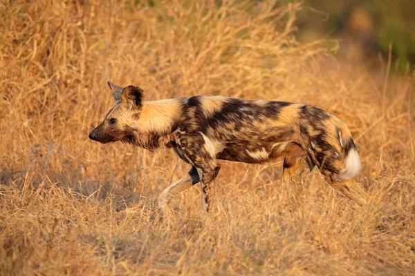 Africký divoký pes — Stock fotografie