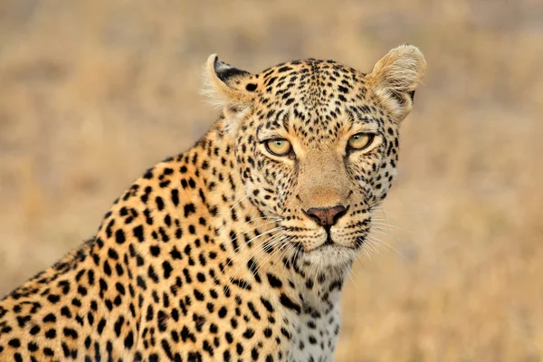 Portret leopard — Fotografie, imagine de stoc
