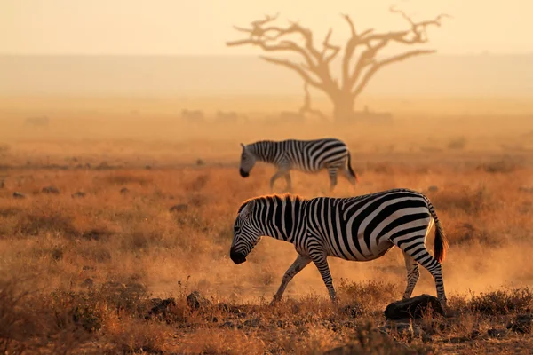 Равнинные зебры в пыли — стоковое фото