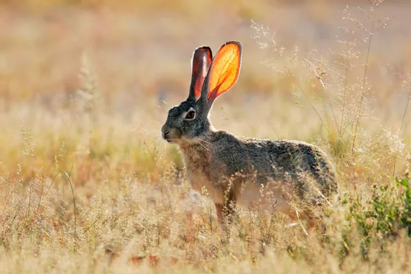 Skrubba hare — Stockfoto