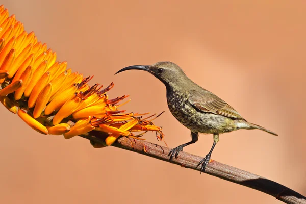 Oiseau solitaire à poitrine écarlate — Photo