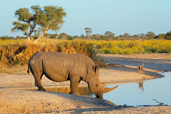 Nosorožec tuponosý pití — Stock fotografie