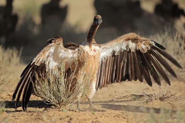 White-backed vulture — Stock Photo, Image