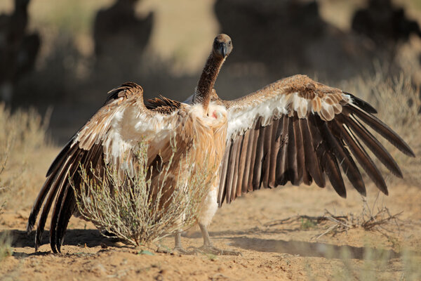 White-backed vulture