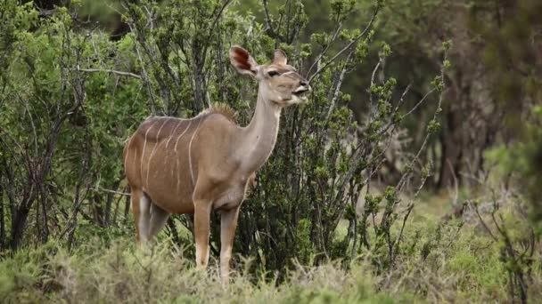 Antílope Kudu rumiando — Vídeo de stock