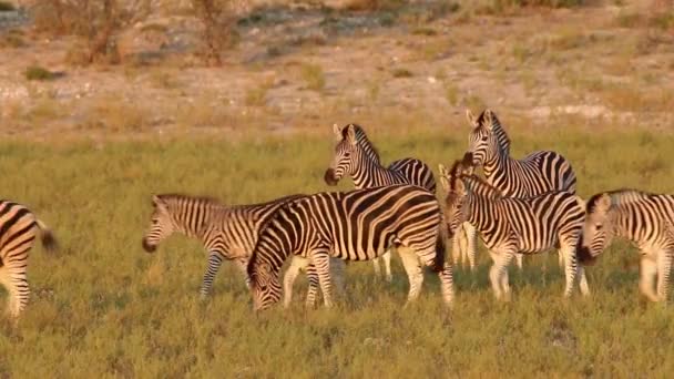 Alföldi zebra séta