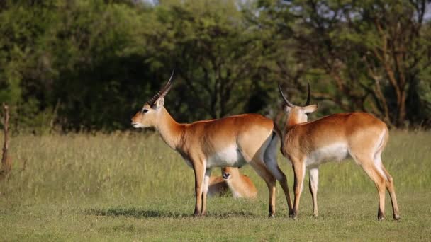 Lekfull röd lechwe antiloper — Stockvideo