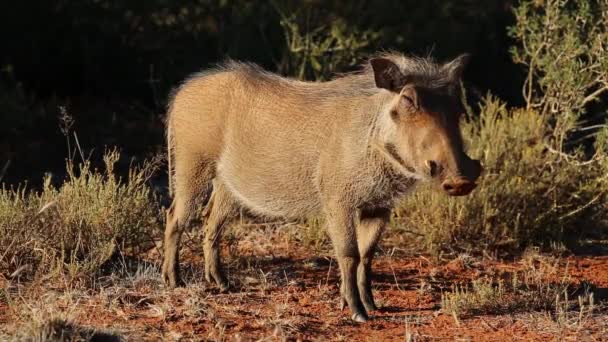 Relaxed warthog — Stock Video