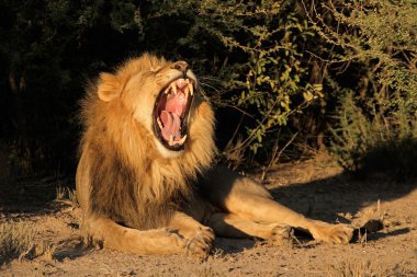 Male African lion yawning clipart
