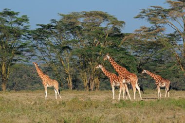 Rothschilds giraffes clipart