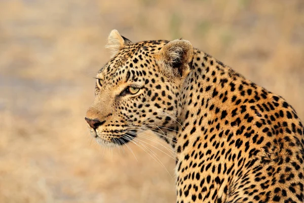 Retrato de leopardo — Fotografia de Stock